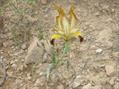 Iris meda